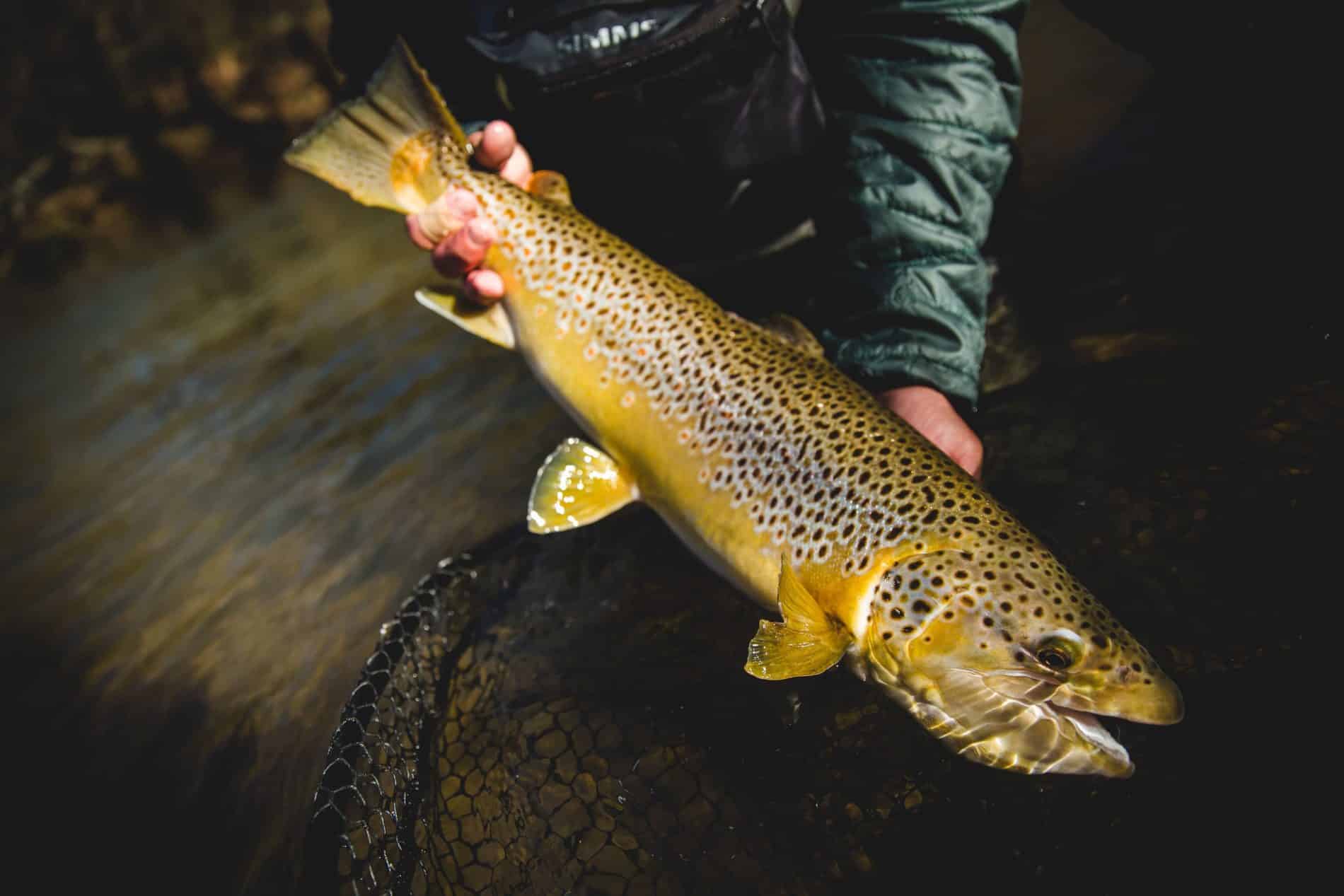 Helen, Hosts Annual Trout Tournament March 30, 2019